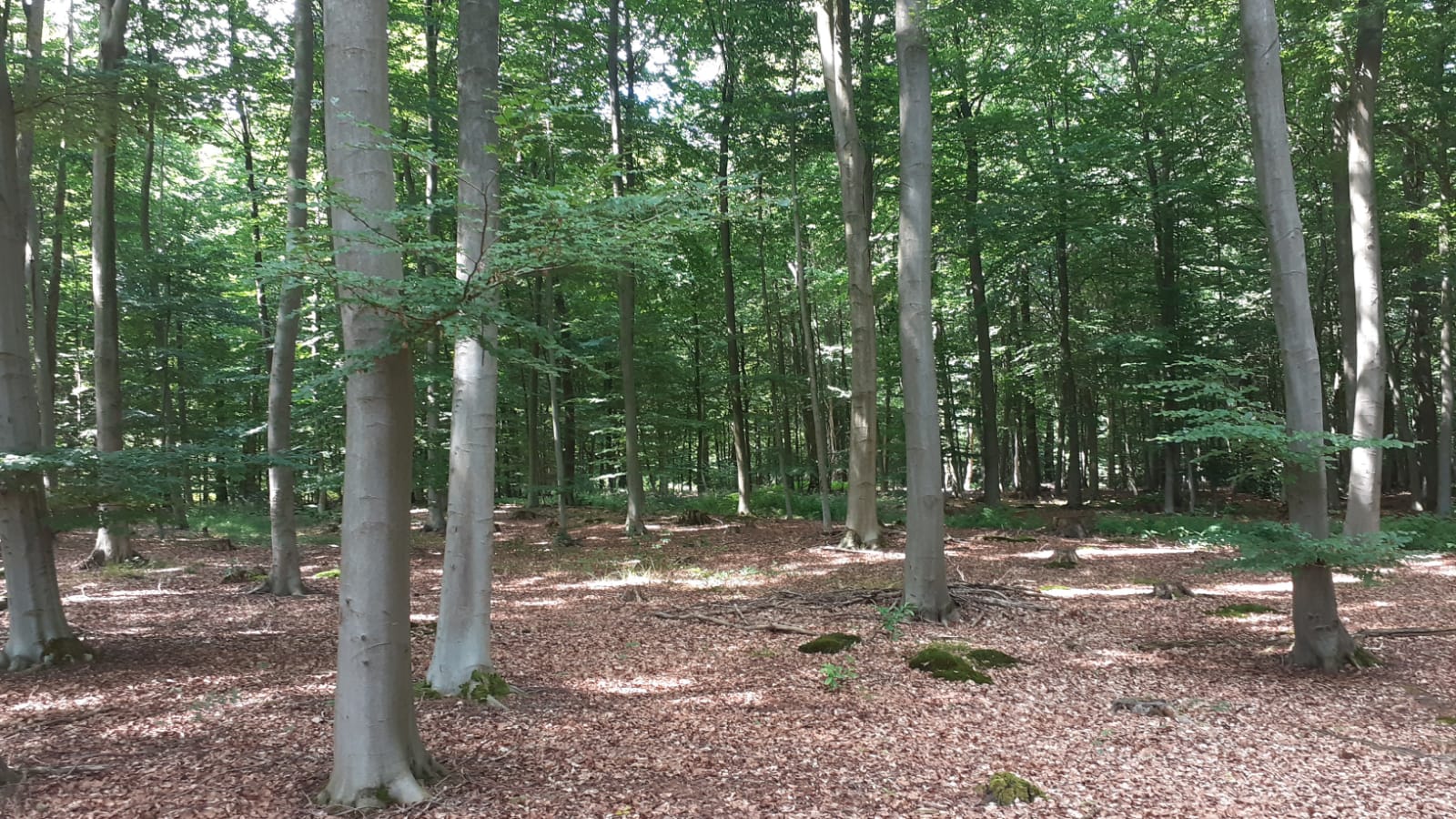 Wald in 